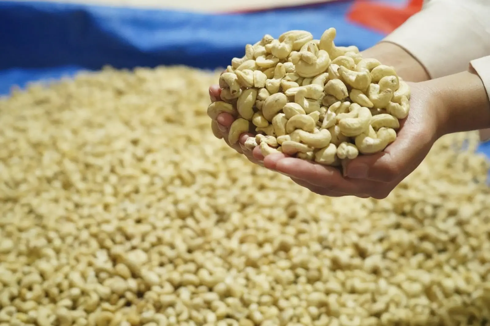 Cashew nut