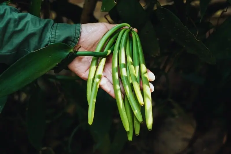 Vanilla beans
